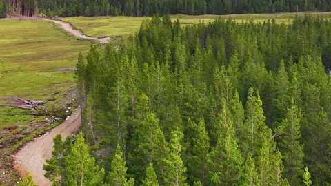 Aerial Flyover of Pine Forest and Winding Path in Fife Stockbeeldmateriaal 320450672
