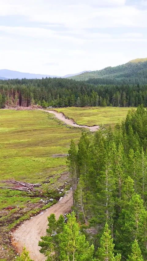 Aerial Flyover of Pine Forest and Winding Path in Fife Vídeo Stock 323048327