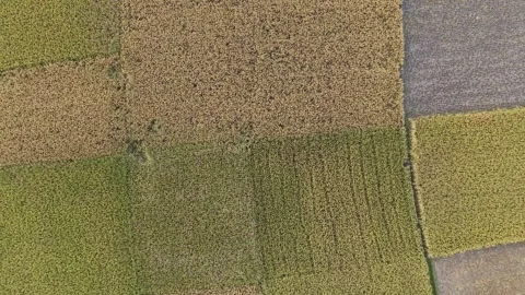 Aerial Flyover of Rice Field Patchwork Stock Footage 334677510