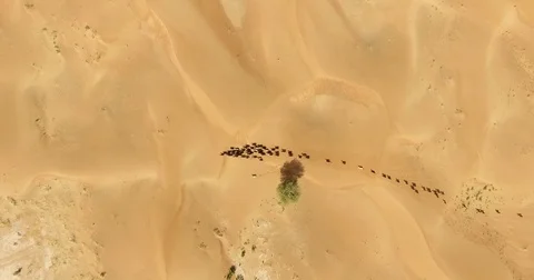 Aerial flyover shot of desert animals  Stock Footage