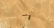 Aerial Flyover Shot Of Desert Animals  Stock Footage