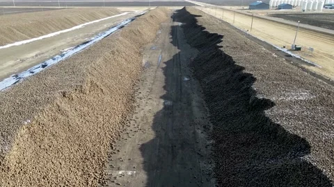 Aerial flyover showing big rows of harvested sugar beets, drone flying forwards. Stock Footage 157768468