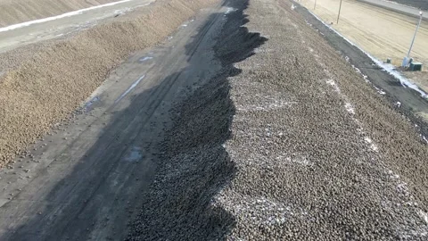 Aerial flyover showing large rows of harvested sugar beets. Stock Footage 157768486