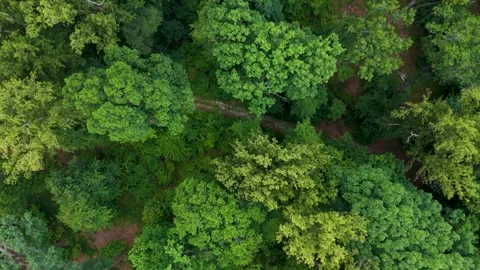 Aerial Flyover of Summer Forest 動画素材 279793376