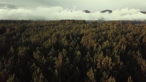 Aerial Flyover of Valley Forest Stock Footage 124239197