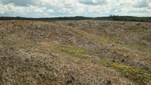 Aerial flyover view of barren clearing at Douglas Fir lumber farm / Neilton, Stock Footage 253907314