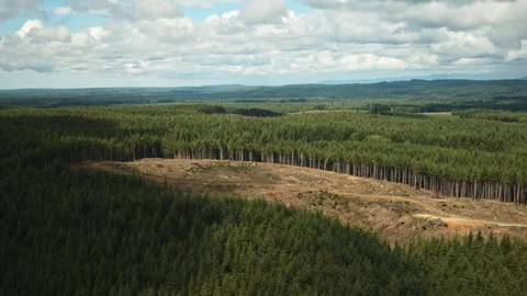 Aerial flyover view of tree clearing at Douglas Fir lumber farm / Neilton, Stock Footage 253907081