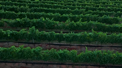 Aerial Flyover of Vineyard Stock Footage 279793291