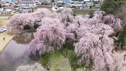 Aerial Flyover of Weeping Cherry Trees in Full Bloom, Matsumoto Japan 库存影片 330715384