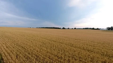 Aerial flyover of a wheat field Stock Footage 77343030