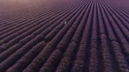 Aerial - Flyover Woman In A White Dress Walking Through Endless Lavender Field Stock Footage
