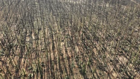 Aerial Flys Over Dead Burnt Out Forest After Bush Fire. Wide Shot Stock Footage 155012276