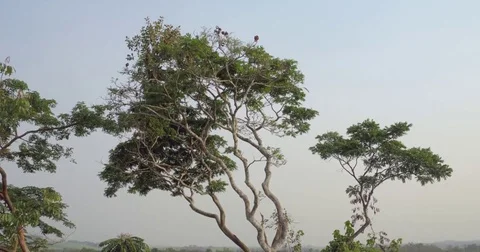 Aerial focus view specific trees and branches in Equatorial Forest in Africa  Stock Footage 82355024