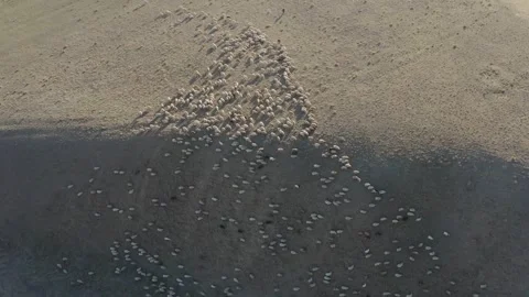 Aerial Follow Of Nomadic Sheep Herd On Grey Caucasian Mountain In Azerbaijan Stock Footage 254459088