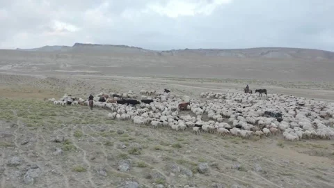 Aerial Follow Of Nomadic Sheep Herd On Grey Caucasian Mountain In Azerbaijan Stock Footage 254459112