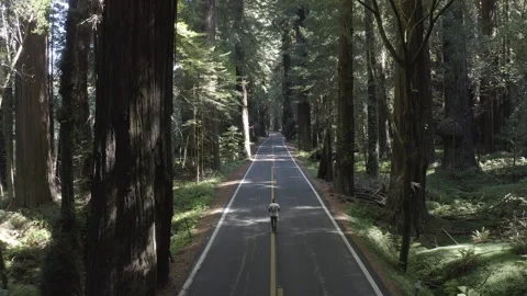 Aerial follows man walking down center of Avenue of the Giants scenic highway Stock Footage 324445168