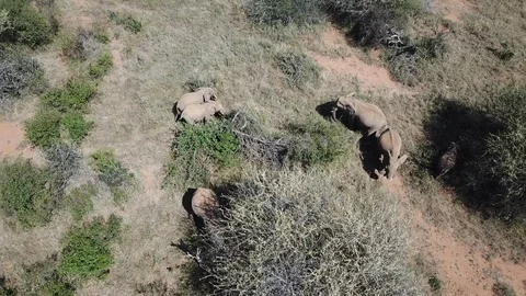 Aerial footage of African Elephants Vidéo 95971053