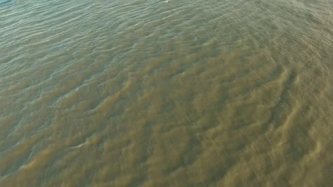 Aerial footage of a beach with view of pine trees and people picnic Stock Footage 79220258