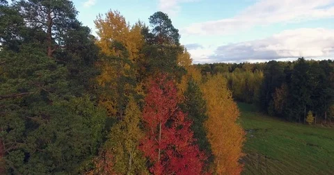 Aerial  Footage Of A Beautiful Park With Color Trees And Leaves With Blue Sky Stock Footage 81069341