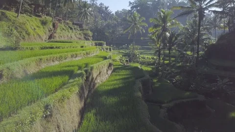 Aerial footage camera flight above the rice terrace of the balinese nature Stock Footage 100278853
