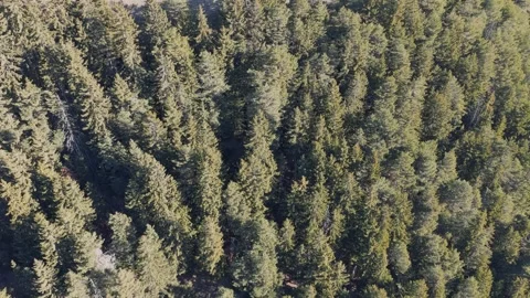 Aerial footage capturing a dense evergreen forest in the French Alps during Stock Footage 346673544