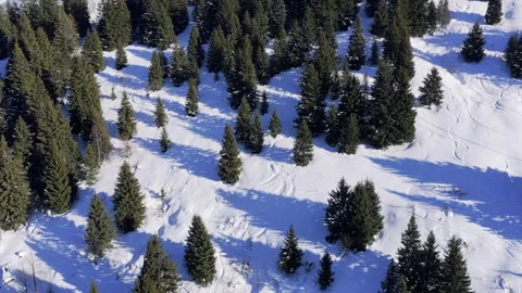 Aerial footage capturing a dense forest of evergreen trees covered in fresh snow Stock Footage 346698046