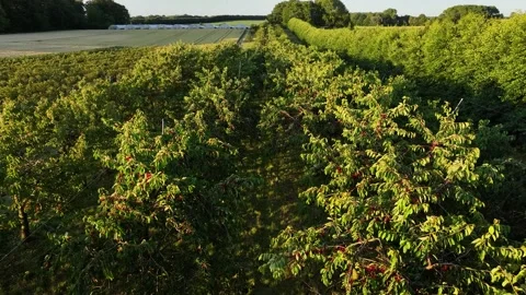Aerial footage of cherry plantation on the organic farm. Stock Footage 245975358