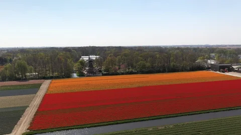Aerial footage of colourful tulip fields and a windmill at Keukenhof Stock Footage 106964161