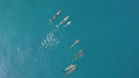 Aerial footage of dolphins with a baby dolphin Stock Footage