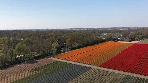 Aerial footage of Dutch Tulip fields at Keukenhof with a windmill spinning Stock Footage 106977919