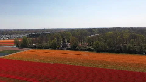 Aerial footage of Dutch tulip fields and a windmill in action Stock Footage 106979062