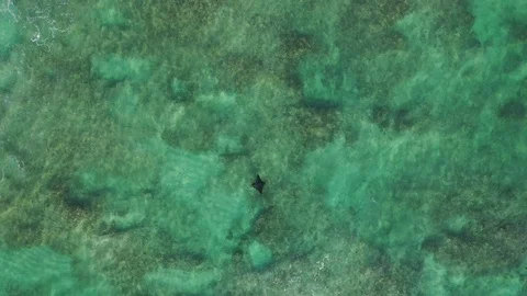 Aerial footage of Eagle Ray Stock Footage 120217500