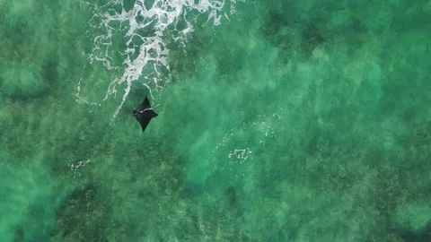 Aerial footage of Eagle ray Stock-Footage 120217516