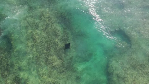 Aerial footage of Eagle Ray Stock Footage 120217881