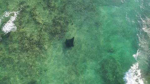 Aerial footage of Eagle ray Stock Footage 120218021