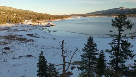 Aerial Footage of an Eagle in a Tree at Big Bear Lake, California Stock-Footage 150774541