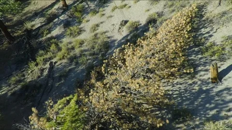 Aerial footage of a fallen pine tree, drifting back and tilting up. Stock Footage 68492065