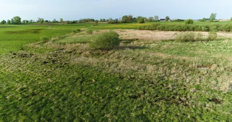 Aerial footage of fields with herd of roe (capreolus capreolus) running Stock Footage 99553617