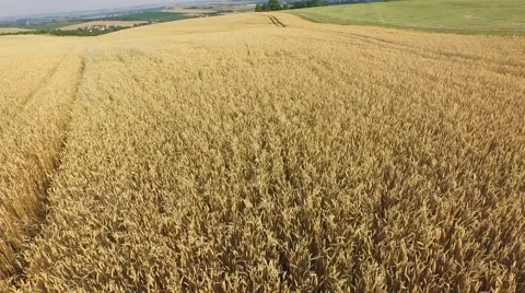 Aerial footage of a flight over fields Stock Footage 52158642