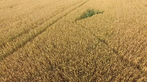 Aerial footage of a flight over fields Stock Footage 52158880