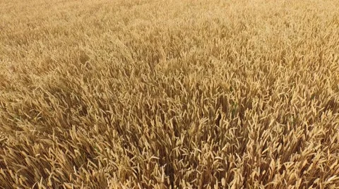 Aerial footage of a flight over fields Stock Footage 52159136