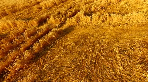 Aerial footage of a flight over fields Stock Footage 52428015
