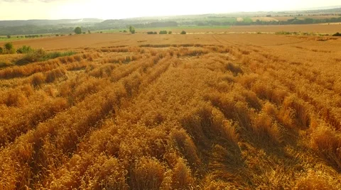 Aerial footage of a flight over fields Stock Footage 52428443