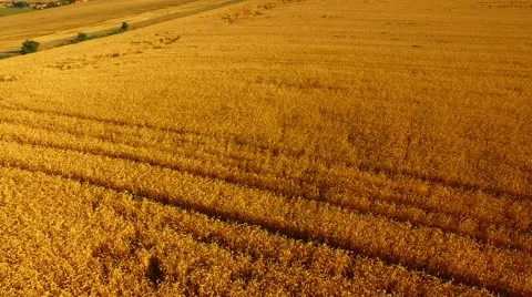 Aerial footage of a flight over fields Stock Footage 52428635