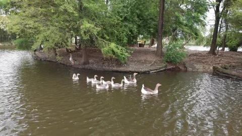 Aerial footage flight over small lake and over group of wild geese swimming. Bat Stock-Footage 117973095