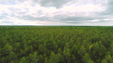 Aerial footage. Flight Over Swamp. Nature landscape. Stock Footage