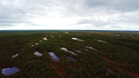Aerial footage. Flight Over Swamp. Nature landscape. Stock Footage