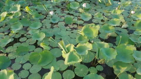 Aerial footage of flying over the surface of a pond with a growing lotus Stock Footage 112122915