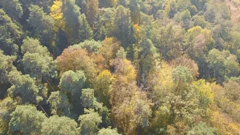 Aerial footage of forest in spring. Stock-Footage 98464448