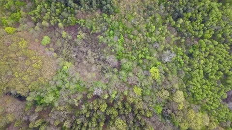 Aerial footage of forest in spring Stock Footage 142836715